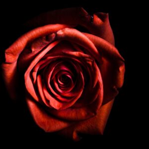 Close up of rose on a black background
