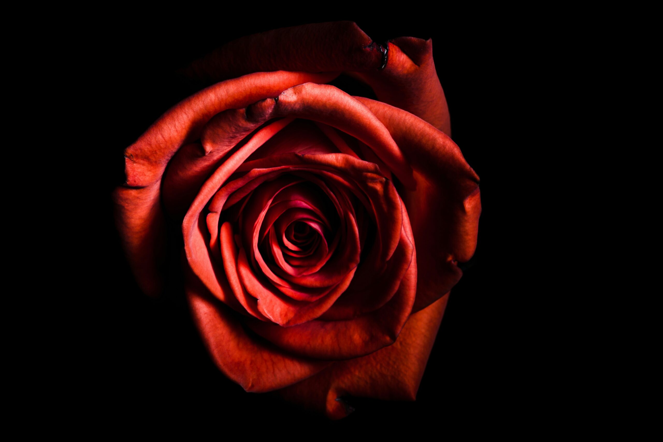 Close up of rose on a black background