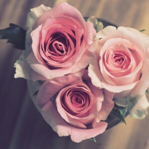 Pink roses for romance concept